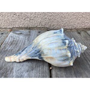 Whelk Shell Gorgeous Blue Black Cream Colors 7” Read (Bin3)